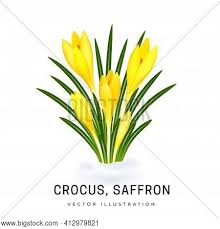 Here are 10 easy to grow shrubs with forsythia shrubs bloom in early spring one of the most beautiful flowers you could plant in your 3x garden shrubs forsythia bushes bright yellow spring flowers ready to plant for sale | ebay. Crocus Sativus Vector Photo Free Trial Bigstock