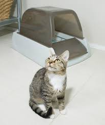 Petsafe Scoopfree Self Cleaning Litter Box Automatic Litter Box Self Cleaning Litter Box Litter Box