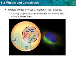 Cytokinesis the cell membrane pinches and divides the cell into two daughter cells. Discuss The Relationship Between Mitosis And Cytokinesis