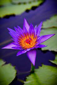 Pin On Flowers And Butterflies