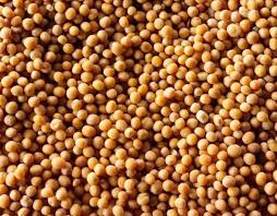 Mustard Seeds Mustard One Of The Most Ancient Spices Has 3 Varieties Namely Black Brown And Yellow Mustard Mustard Seed Seeds