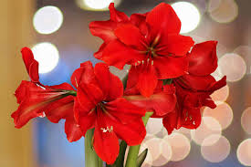 Image result for Amaryllidaceae