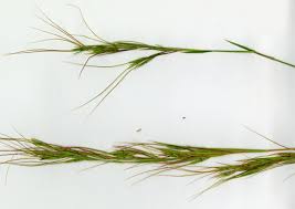 Image result for Hyperthelia dissoluta