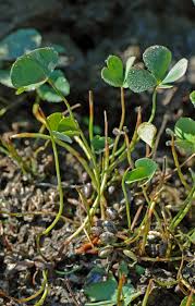 Image result for Marsilea aegyptiaca