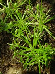 Image result for Galenia procumbens