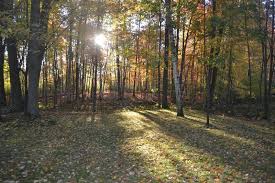 6375 Joanne Street, Lake, MI 48632 Home for Sale MLS# 20240077699