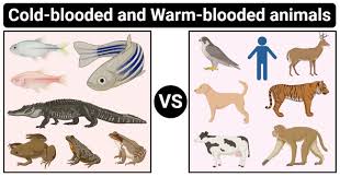 They serve an essential function in emotional learning. Cold Blooded Vs Warm Blooded Animals Definition 16 Differences Examples