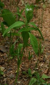 Image result for Asystasia mysorensis