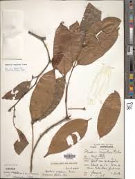 Image result for Hunteria congolana