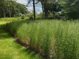Image result for Andropogon schirensis