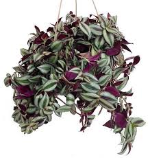 Tickets, tours, address, phone number, the wandering jew lindsey kann and merle jacobs offer historical and cultural tours about south africa's jewish. Wandering Jew Varieties Tradescantia Types Care And Growing Advice