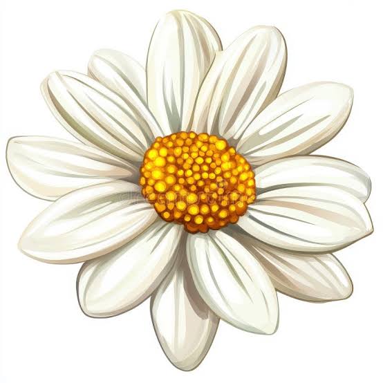 White Daisy Flower Clipart on White Background Stock Illustration -  Illustration of graphic, vector: 336071733
