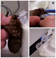 Image result for Tarantula Bite
