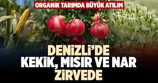 DENİZLİ'DE KEKİK, MISIR VE NAR ZİRVEDE | Denizli Yeni Olay Haber