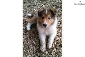 Collie Puppy For Sale Near Nashville Tennessee 5502f14c Abc1 Dog Adoption Collie Puppies Collies For Sale