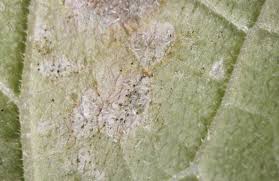 Image result for thrips damage on cucumber