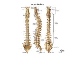 Hand anatomy and functions are discussed in detail. Diagram Human Spinal Anatomy Diagram Full Version Hd Quality Anatomy Diagram Diagramofplants Musicamica It