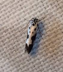 Image result for Ethmia dodecea