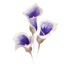Check spelling or type a new query. Watercolor Calla Lily Clipart 1 566 198 Clip Arts
