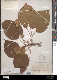 Image result for Dombeya torrida