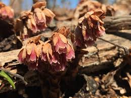 Image result for Enteropogon rupestris