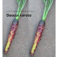 Die Violette Mohre Schwarze Spanische Daucus Carota Kann Im Januar Februar Marz April Mau Und Juni Ins Freiland Gesat Werden Saatgut Karotten Violett