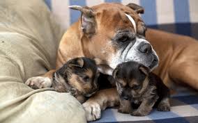 Brown And White American Bulldog With Two Black And Tan Puppies On Blue And White Sofa Hd Wallpaper Wallpaper Flare