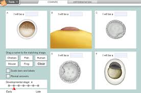 Explorelearning cell types gizmos answer key. Embryo Development Gizmo Explorelearning