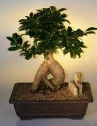 Ginseng Ficus Bonsai Tree Extra Large Ficus Retusa Ficus Bonsai Tree Large Bonsai Tree Bonsai Tree