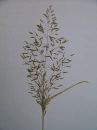 Image result for Eragrostis moggii