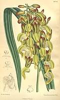 Image result for Eulophia hirschbergii