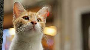 Kedi Cats Of Istanbul Cats Animals Cat Pics