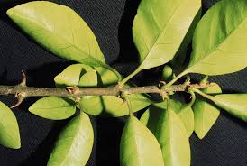 Image result for Pisonia aculeata