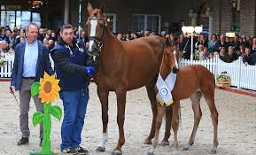 We did not find results for: Hof Sosath Tag Der Offenen Tur Am Ostersamstag Spring Reiter De