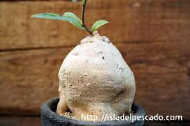 Image result for Raphionacme welwitschii