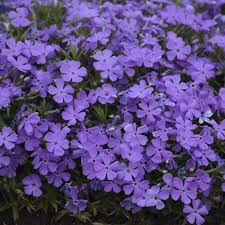 Mountainside Crater Lake Phlox In 2021 Plants Indigo Flower Phlox Ground Cover