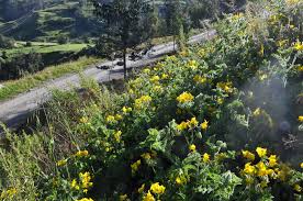 Image result for Solanum goetzei