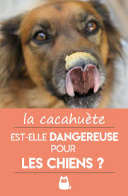 Peut On Donner De La Cacahuete A Un Chien Risques Et Conseils Chien Chiens Droles Langage Corporel Du Chien
