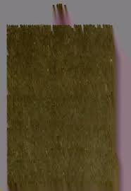 Image result for Nolletia zambesica