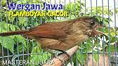 Suara burung flamboyan betina memanggil jantan. Burung Flamboyan Gacor Nyuling Manggil Betina Youtube