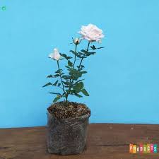 We did not find results for: Jual Tanaman Hias Mawar Bunga Ungu Muda Ukuran Besar Berkualitas