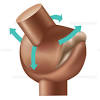 Tissues are groups of cells with a common structure (form) and function (job). 1