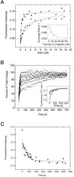 Formation And Implications Of A Ternary Complex Of Profilin Thymosin B4 And Actin Journal Of Biological Chemistry
