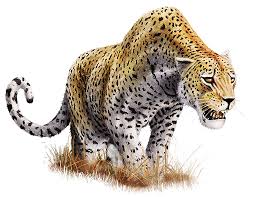 Pin By Christian Bruce On Cutouts Leopard Pictures Animals Animal Art