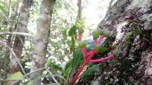 Image result for Eriospermum mackenii