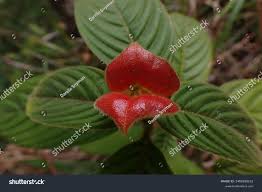 Image result for Psychotria pumila
