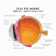 Image Result For Eye Model Labeled Human Eye Diagram Eye Anatomy Diagram Diagram Design