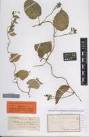 Image result for Ipomoea tenuirostris