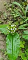 Image result for Aneilema umbrosum