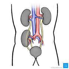 Horseshoe Kidney Transplantation Anatomy And Images Kenhub A rejection episode may not have any clear signs or symptoms. horseshoe kidney transplantation